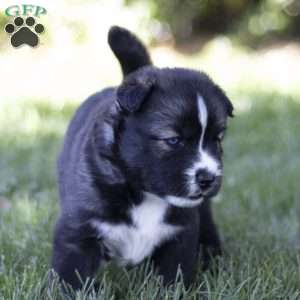 Shelby, Siberian Husky Puppy